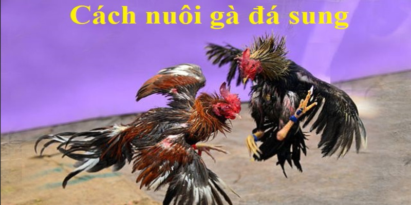 Cách nuôi gà đá mau sung bằng thức ăn