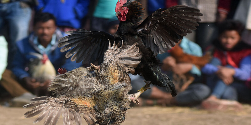 đá gà cựa dao