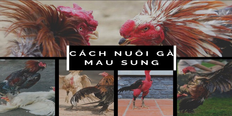 Cách nuôi gà đá mau sung